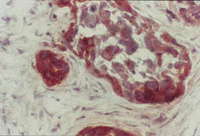 Immunohistochemistry (Frozen sections) - Anti-PTEN antibody [A2b1] (AB79156)