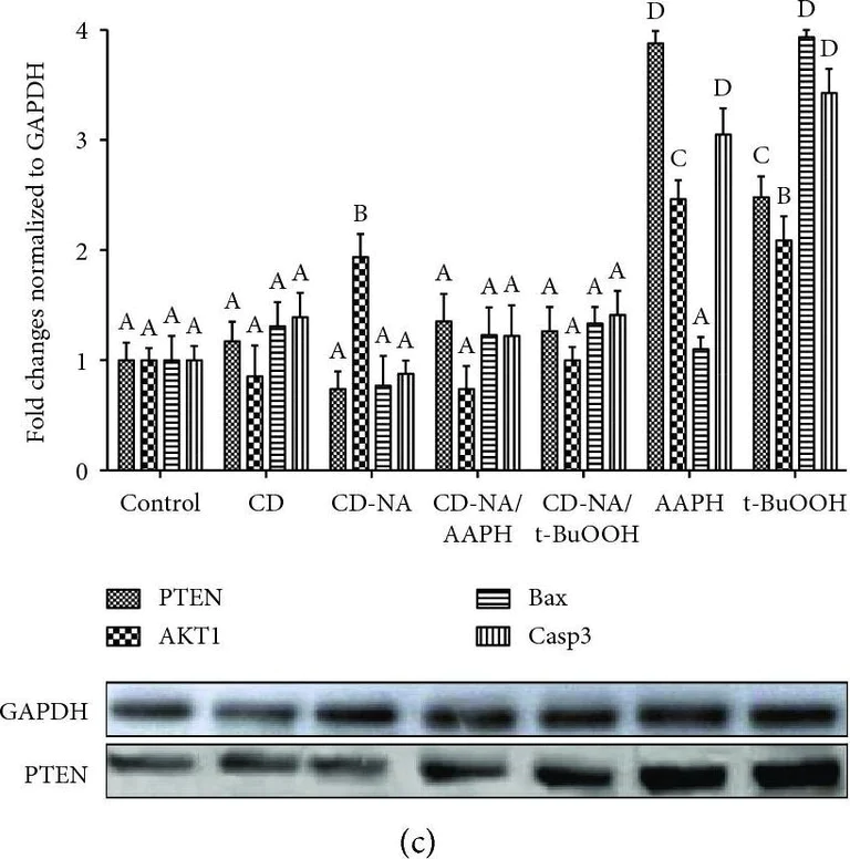 Western blot - Anti-PTEN antibody (AB137337)