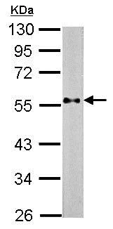 Western blot - Anti-PTEN antibody (AB137337)