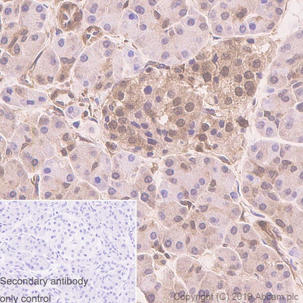 Immunohistochemistry (Formalin/PFA-fixed paraffin-embedded sections) - Anti-PTEN antibody [EPR22636-122] - BSA and Azide free (ab267791), expandable thumbnail