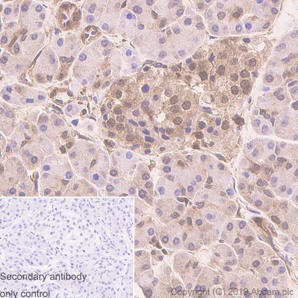 Immunohistochemistry (Formalin/PFA-fixed paraffin-embedded sections) - Anti-PTEN antibody [EPR22636-122] - BSA and Azide free (AB267791)