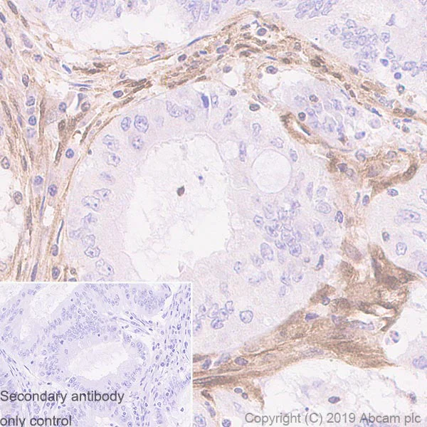 Immunohistochemistry (Formalin/PFA-fixed paraffin-embedded sections) - Anti-PTEN antibody [EPR22636-122] - BSA and Azide free (AB267791)