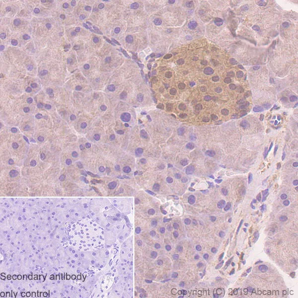 Immunohistochemistry (Formalin/PFA-fixed paraffin-embedded sections) - Anti-PTEN antibody [EPR22636-122] - BSA and Azide free (AB267791)