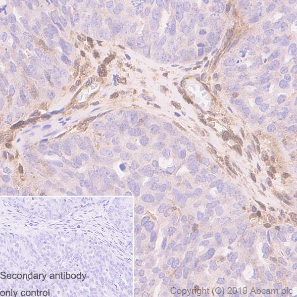 Immunohistochemistry (Formalin/PFA-fixed paraffin-embedded sections) - Anti-PTEN antibody [EPR22636-122] - BSA and Azide free (AB267791)