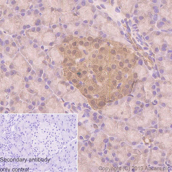 Immunohistochemistry (Formalin/PFA-fixed paraffin-embedded sections) - Anti-PTEN antibody [EPR22636-122] - BSA and Azide free (AB267791)
