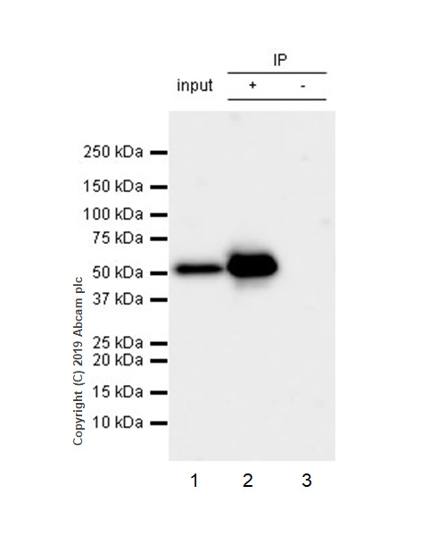 Immunoprecipitation - Anti-PTEN antibody [EPR22636-122] - BSA and Azide free (AB267791), expandable thumbnail