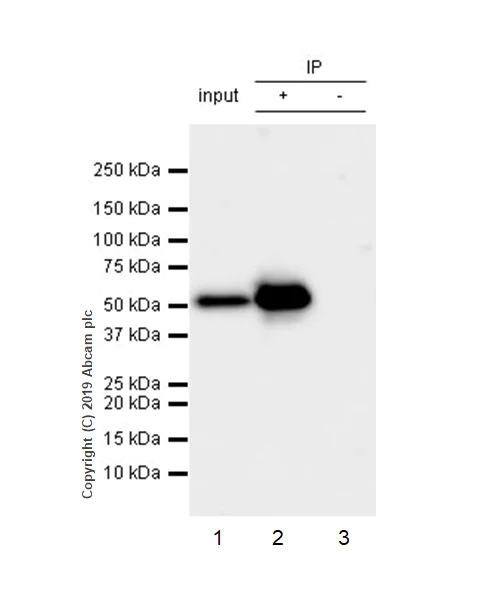 Immunoprecipitation - Anti-PTEN antibody [EPR22636-122] - BSA and Azide free (AB267791)