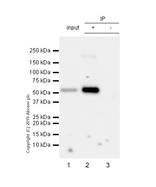 Immunoprecipitation - Anti-PTEN antibody [EPR22636-122] - BSA and Azide free (AB267791), expandable thumbnail