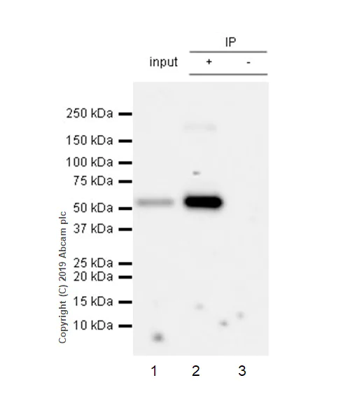 Immunoprecipitation - Anti-PTEN antibody [EPR22636-122] - BSA and Azide free (AB267791)