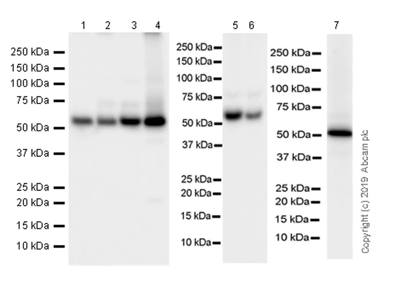 Western blot - Anti-PTEN antibody [EPR22636-122] - BSA and Azide free (AB267791)