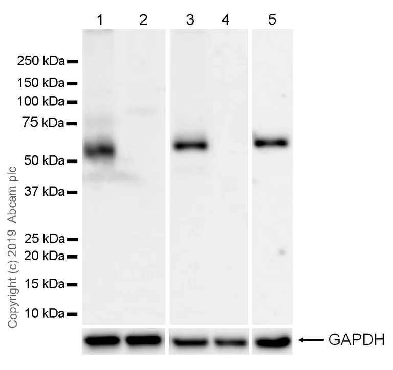 Western blot - Anti-PTEN antibody [EPR22636-122] - BSA and Azide free (AB267791)