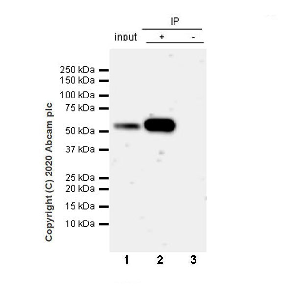Immunoprecipitation - Anti-PTEN antibody [EPR23729-4] (AB260011), expandable thumbnail