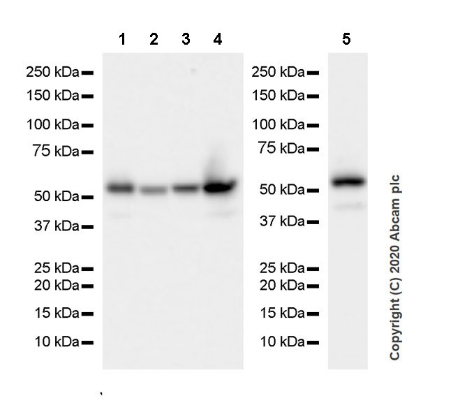 Western blot - Anti-PTEN antibody [EPR23729-4] (AB260011), expandable thumbnail
