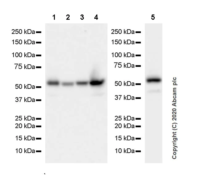 Western blot - Anti-PTEN antibody [EPR23729-4] (AB260011)