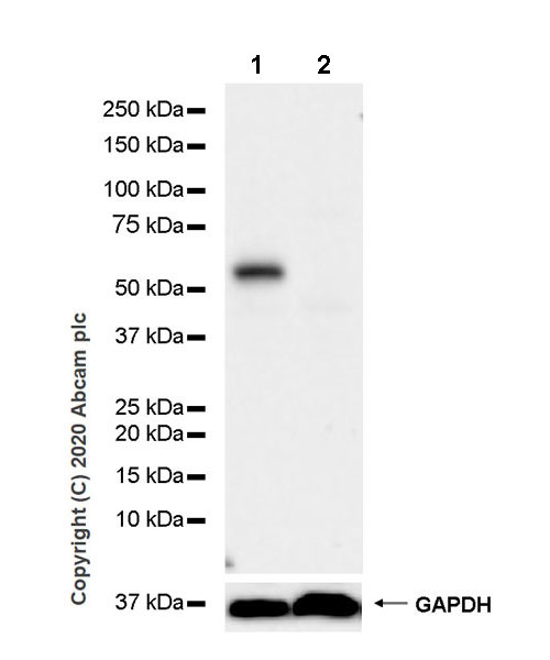 Western blot - Anti-PTEN antibody [EPR23729-4] (AB260011), expandable thumbnail