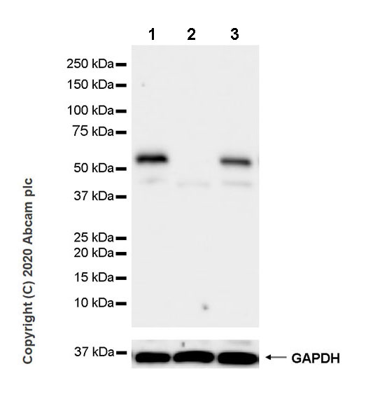 Western blot - Anti-PTEN antibody [EPR23729-4] (ab260011), expandable thumbnail