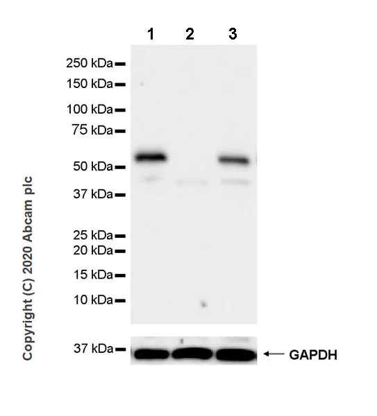 Western blot - Anti-PTEN antibody [EPR23729-4] (AB260011)