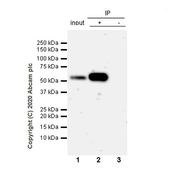 Immunoprecipitation - Anti-PTEN antibody [EPR23729-4] - BSA and Azide free (AB273629)