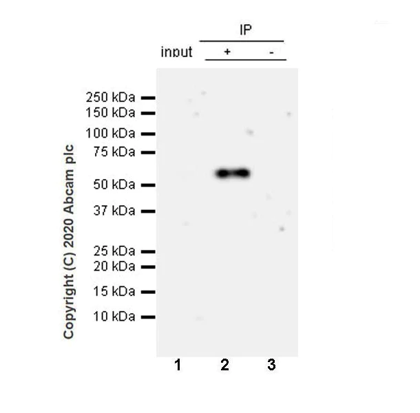 Immunoprecipitation - Anti-PTEN antibody [EPR23729-4] - BSA and Azide free (AB273629)