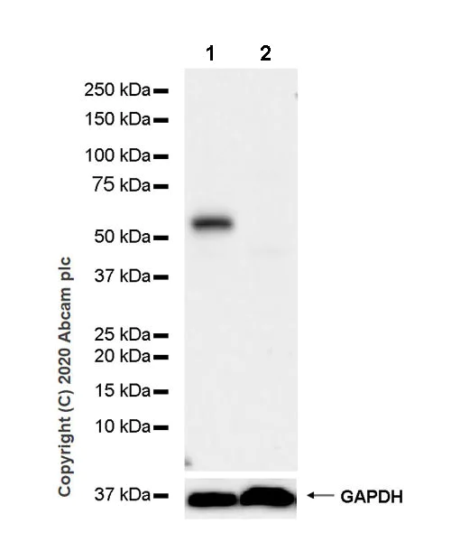 Western blot - Anti-PTEN antibody [EPR23729-4] - BSA and Azide free (AB273629)