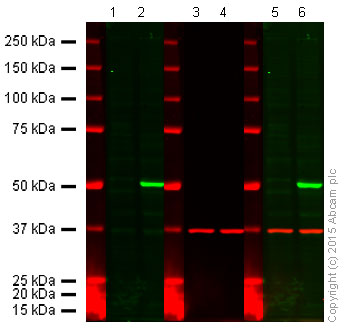 Western blot - Anti-PTEN antibody [EPR4408-76] (AB133532), expandable thumbnail