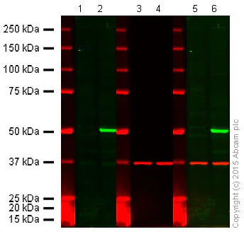 Western blot - Anti-PTEN antibody [EPR4408-76] (AB133532)
