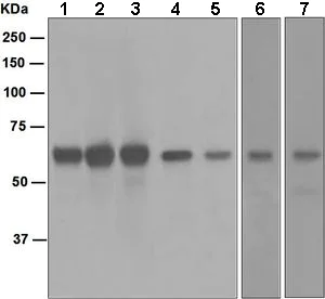 Western blot - Anti-PTEN antibody [EPR4408-76] (AB133532)