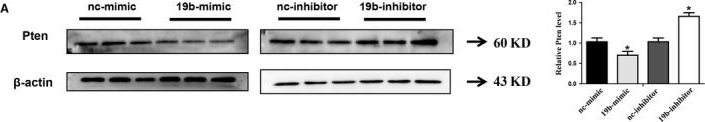 Western blot - Anti-PTEN antibody [EPR4408-76] (AB133532), expandable thumbnail