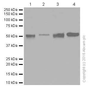 Western blot - Anti-PTEN antibody [EPR9941-2] (AB170941)