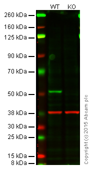 Western blot - Anti-PTEN antibody [EPR9941-2] - BSA and Azide free (AB271924), expandable thumbnail