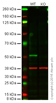 Western blot - Anti-PTEN antibody [EPR9941-2] - BSA and Azide free (AB271924)