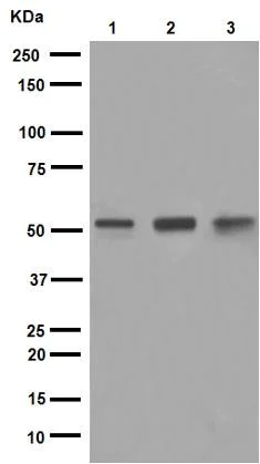 Western blot - Anti-PTEN antibody [EPR9941] (AB154812)