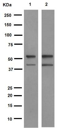 Western blot - Anti-PTEN antibody [EPR9941] (AB154812), expandable thumbnail