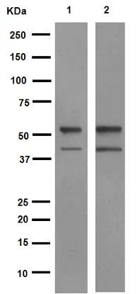 Western blot - Anti-PTEN antibody [EPR9941] (AB154812)
