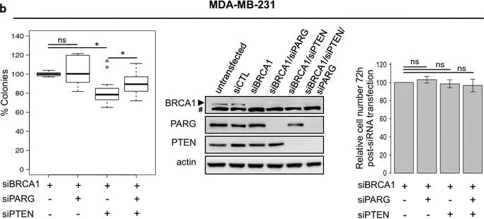 Western blot - Anti-PTEN antibody [EPR9941] (AB154812)