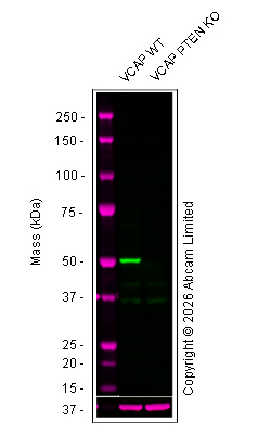 Western blot - Anti-PTEN antibody [EPR9941] (AB154812)