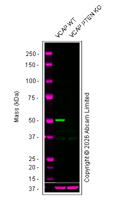 Western blot - Anti-PTEN antibody [EPR9941] (AB154812)