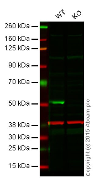 Western blot - Anti-PTEN antibody [EPR9941] - BSA and Azide free (AB249119), expandable thumbnail