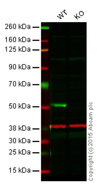 Western blot - Anti-PTEN antibody [EPR9941] - BSA and Azide free (AB249119)