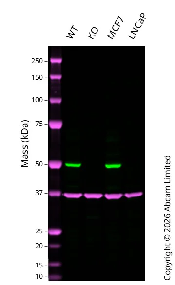 Western blot - Anti-PTEN antibody [SP218] - BSA and Azide free (AB243940)