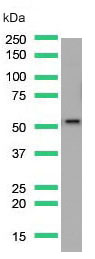 Western blot - Anti-PTEN antibody [SP218] - C-terminal (AB228466), expandable thumbnail