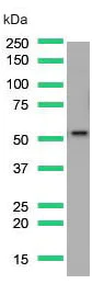 Western blot - Anti-PTEN antibody [SP218] - C-terminal (AB228466)