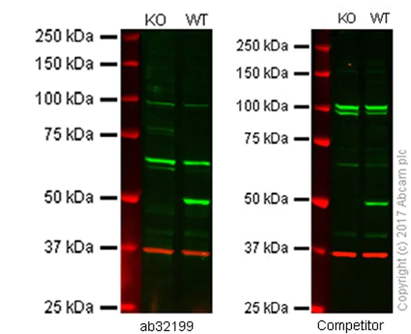 Western blot - Anti-PTEN antibody [Y184] (AB32199)