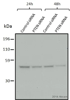 Western blot - Anti-PTEN antibody [Y184] (AB32199)