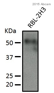 Western blot - Anti-PTEN antibody [Y184] (ab32199), expandable thumbnail