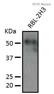 Western blot - Anti-PTEN antibody [Y184] (AB32199)