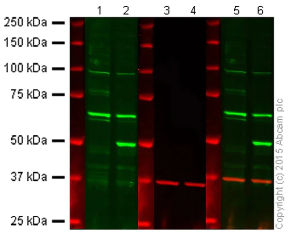 Western blot - Anti-PTEN antibody [Y184] - Low endotoxin, Azide free (AB219361)