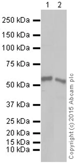 Western blot - Anti-PTEN antibody [Y184] - Low endotoxin, Azide free (AB219361)