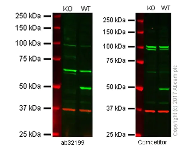 Western blot - Anti-PTEN antibody [Y184] - Low endotoxin, Azide free (AB219361)