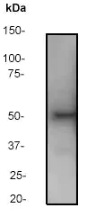 Western blot - Anti-PTEN antibody [Y184] - Low endotoxin, Azide free (AB219361)